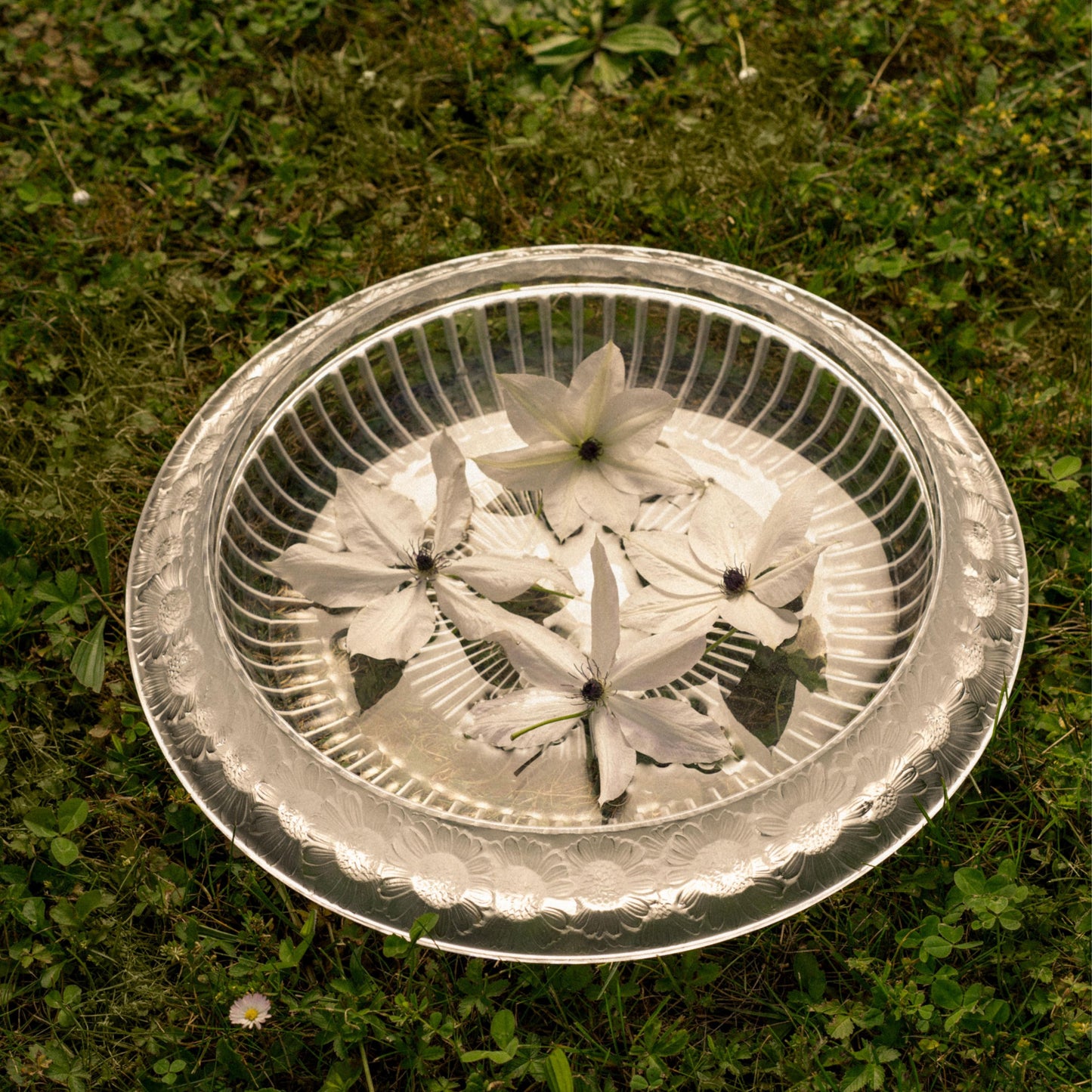 Coupe Marguerites