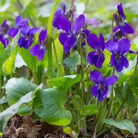 Violette.jpg