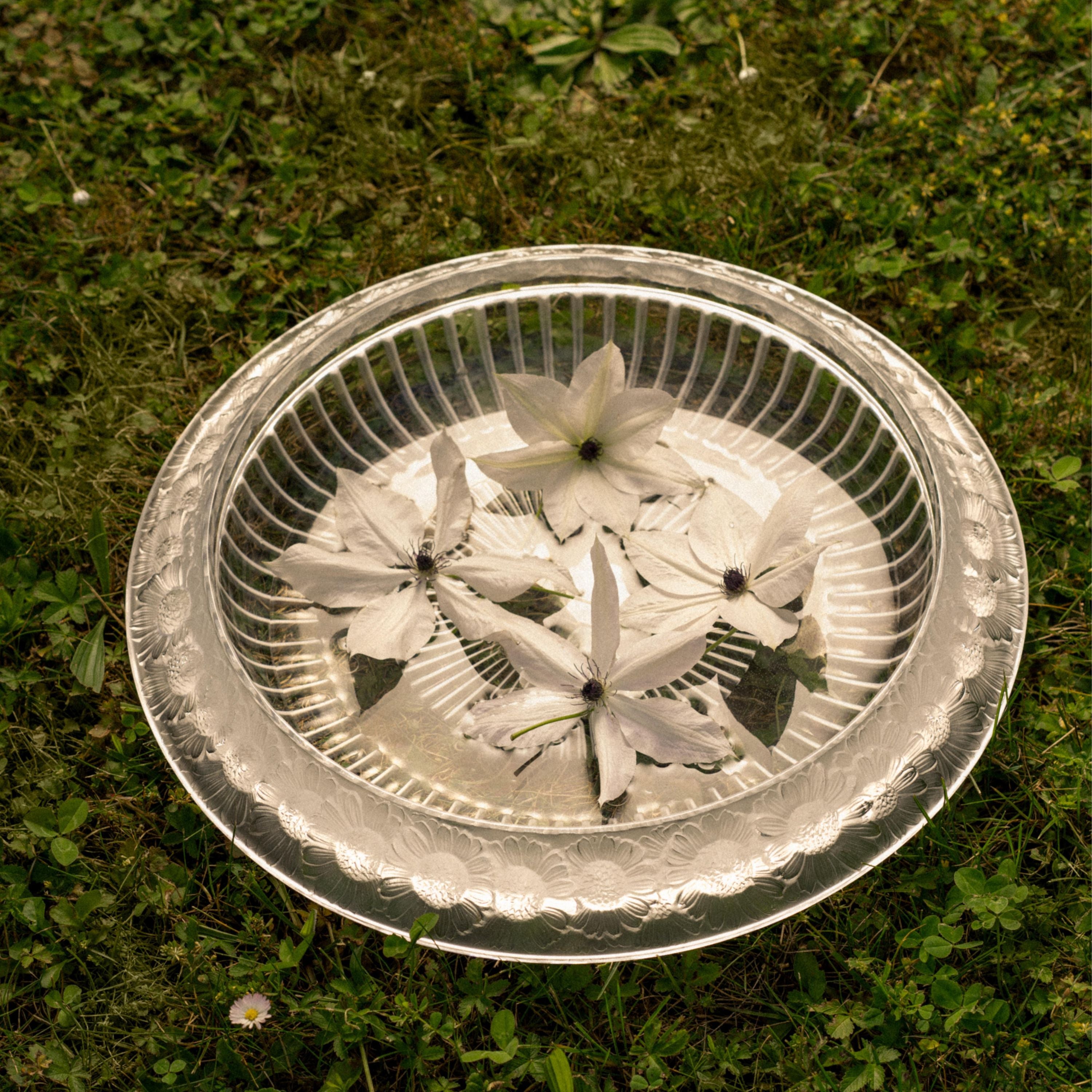 Marguerites bowl – Lalique Limited