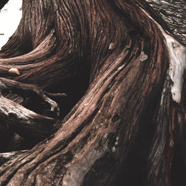 lalique-fragrance-heart-note-cedarwood.jpg